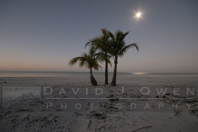 021606-05 Moonset and Palms