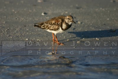 021905-20 Ruddy turnstone