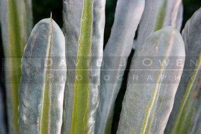 112905-28 Soaptree Yucca