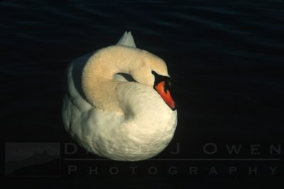 8838 Swan