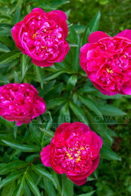 053006-003 Peonies