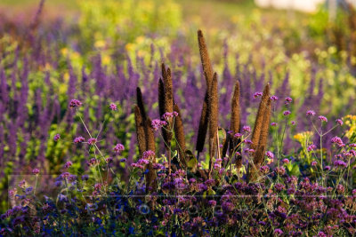 100106-003 Millet and flowers