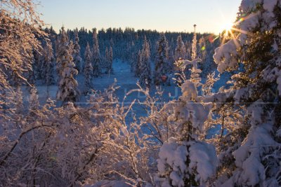 010107-079 Snow and spruce bog.jpg