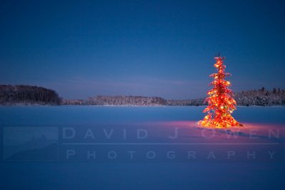 010207-017 Lit tree on Robinson Lake.jpg