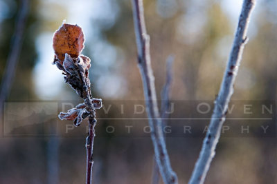 121006-056 Willow.jpg