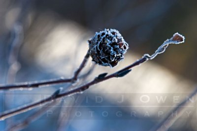 121006-057 Willow.jpg