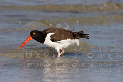 Oystercatchers