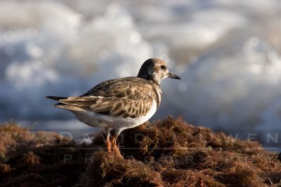 Ruddy Turnstones