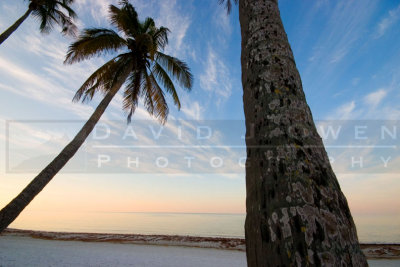021007-009 Palms & Gulf at sunrise