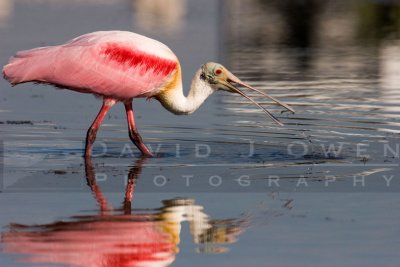 Spoonbills