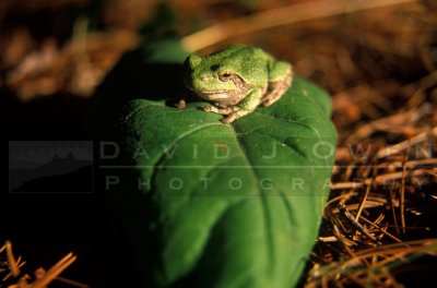 15263 Tree frog