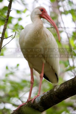 021107-069 White Ibis