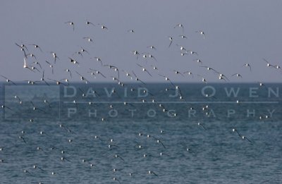 021307-072 Sanderlings