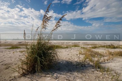 021307-102 Beach and grasses