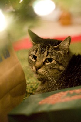 12/15/2008  Christmas Kitty.