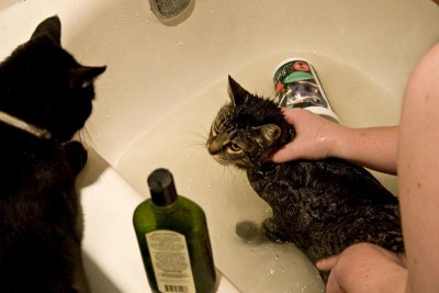 03/03/2009  Curiosity bathed the cat.
