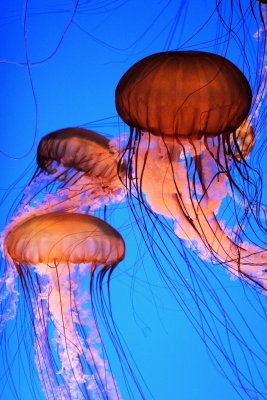 Monterey Bay Aquarium 078cr2sf.jpg