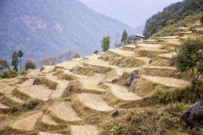 Bhutan 1282 Nik.jpg