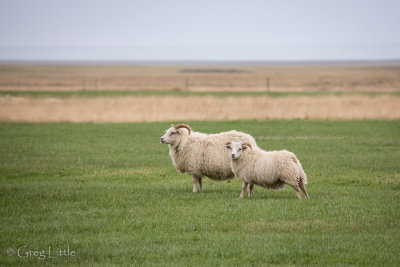 Iceland-57.jpg
