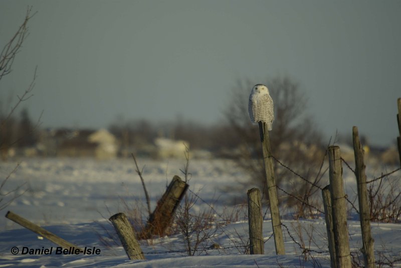 Harfang des neiges