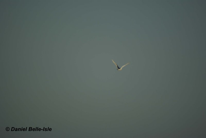 Harfang des neiges
