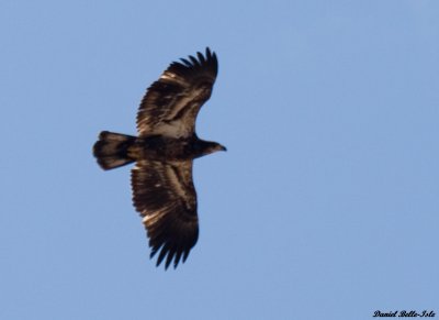 Pygargue immature
