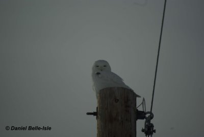 Harfang des neiges