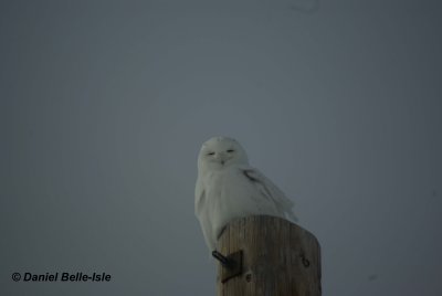 Harfang des neiges