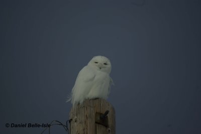 Harfang des neiges