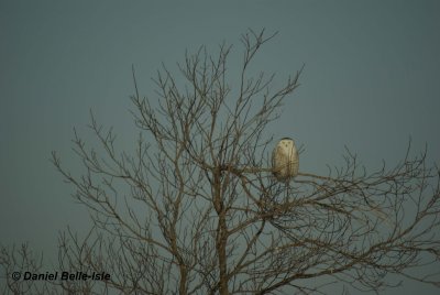 Harfang des neiges