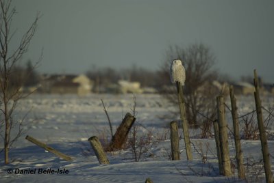 Harfang des neiges