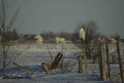 Harfang des neiges