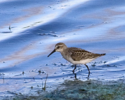 Semipalmated or Western Sandpiper