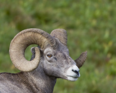 Bighorn Sheep