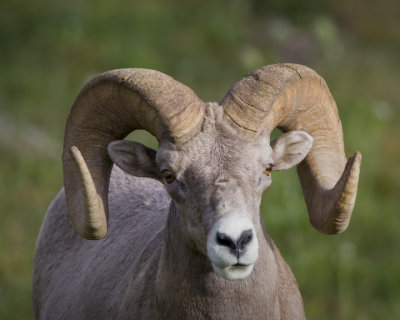 Bighorn Sheep