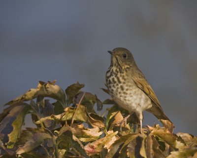 Hermit Thrush