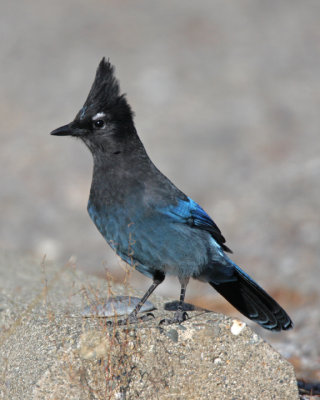 Steller Jay