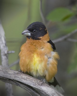 buntings_cardinals_yellow_grosbeak