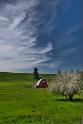 Red Barn with apple blossoms