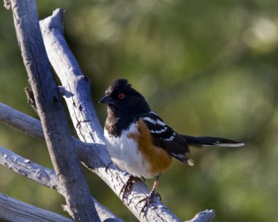 Spotted Towhee