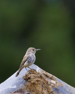 Rock Wren