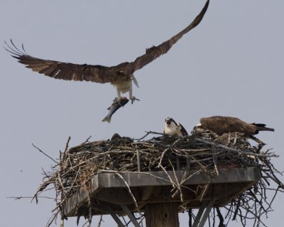 Osprey