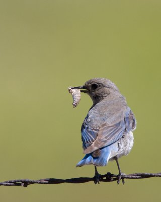 Mountain Bluebird, female