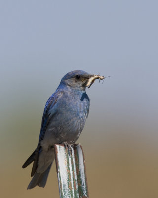 Mountain Bluebird