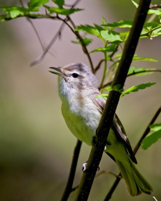 shrikes_vireos