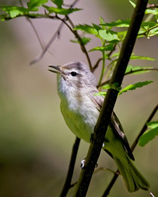 shrikes_vireos