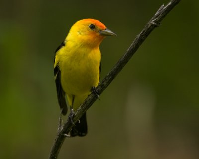 tanagers