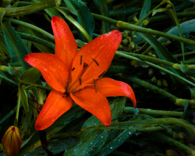 Orange Lilly_9083.a.jpg