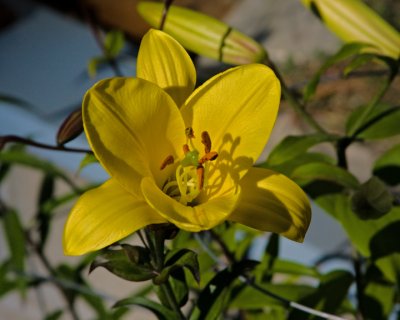 Yellow Lilly_9034.a.jpg