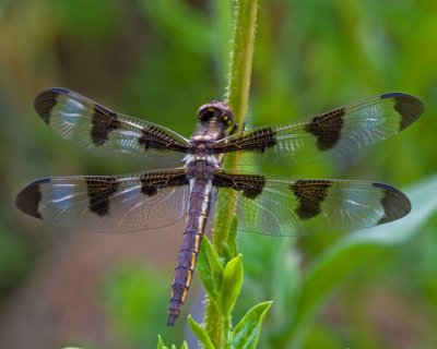 Twelve-spotted Skimmer Dragonfly, female